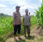 Dukung Ketapang, Bhabinkamtibmas Polsek Siantar Utara Cek Lahan Petani Binaan