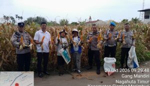 Polsek Siantar Selatan Dampingi Petani Binaan Panen Jagung di Gang Mandiri